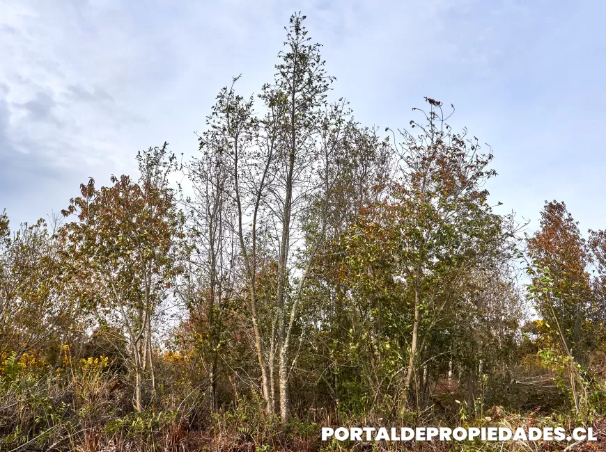 Venta en Puerto Montt | Parcela en Puerto Montt - Parcela N°398- Parcela de 2 hectáreas a 800 metros del área urbana